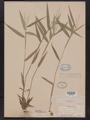 Panicum commutatum