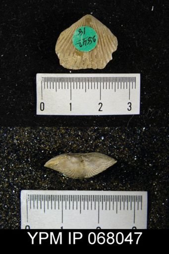 Uncinulus sp.
