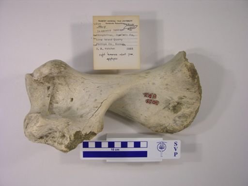 Teleoceras fossiger