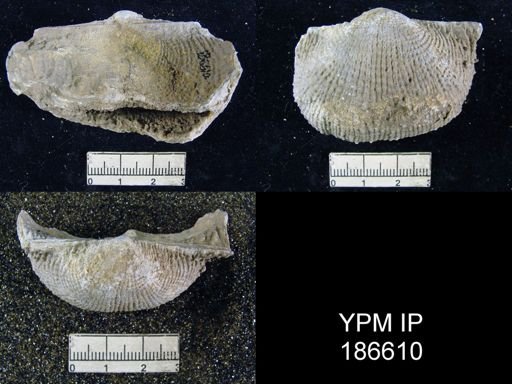 Dictyoclostus americanus
