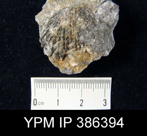 undet. Rhynchonellida