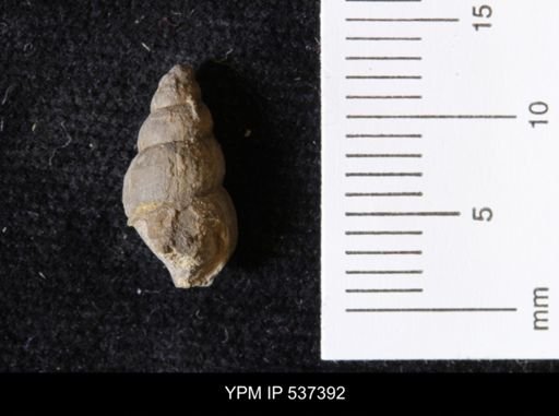 Goniobasis ortmanni