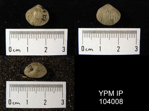 Rhynchotrema janeum