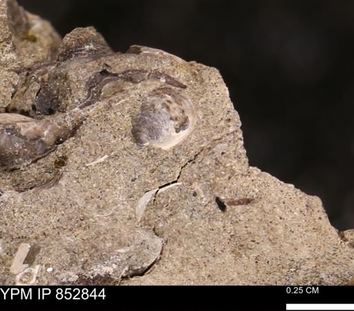 Limopsis striatopunctatus