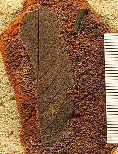 Angiospermopsida