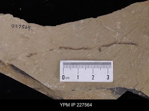 Ichnofossil