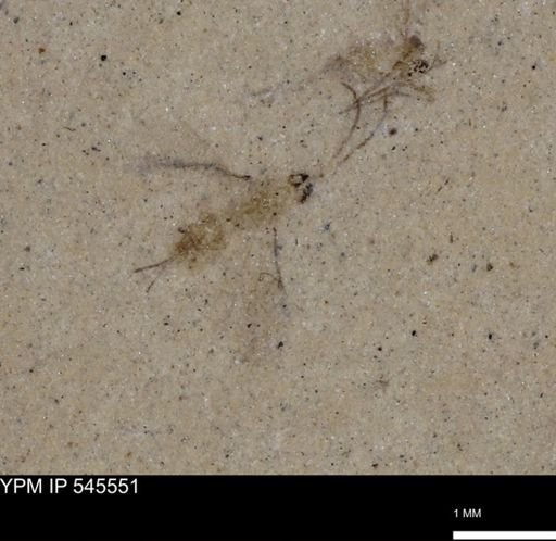 Ichneumonoidea?