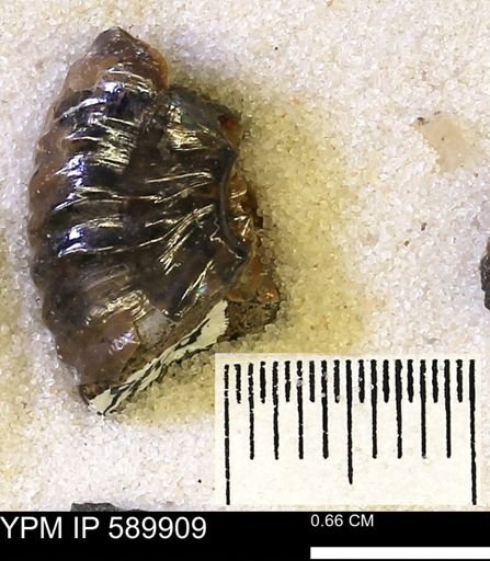 Hoploscaphites comprimus