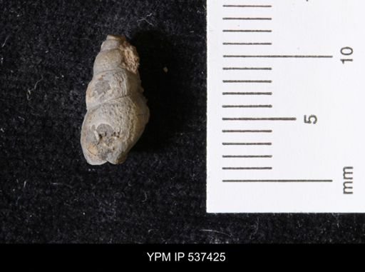 Goniobasis ortmanni