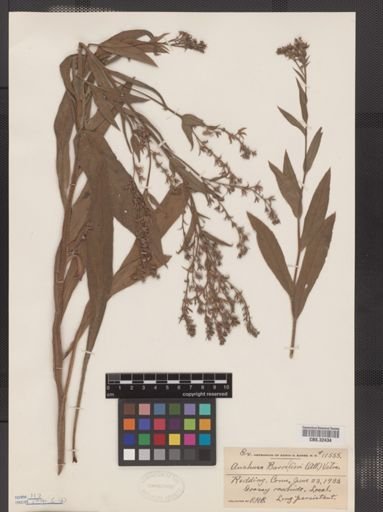 Anchusa barrelieri