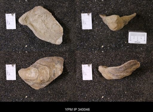 Ostrea glabra wyomingensis