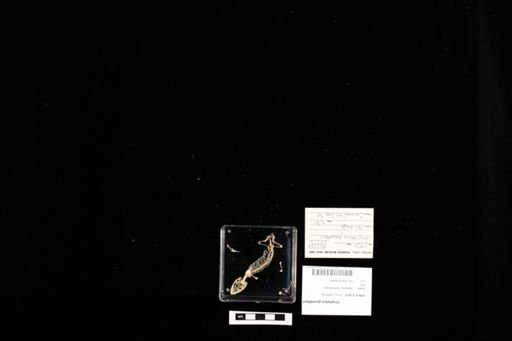 Uroplatus guentheri