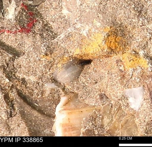 undet. Bivalvia