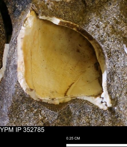 undet. Bivalvia