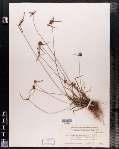 Cyperus filiculmis