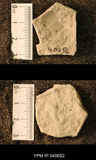 Probnis speciosa