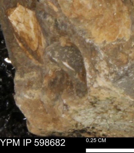 undet. Mollusca