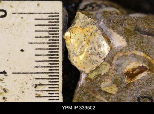 undet. Ammonoidea