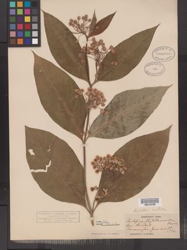 Asclepias exaltata