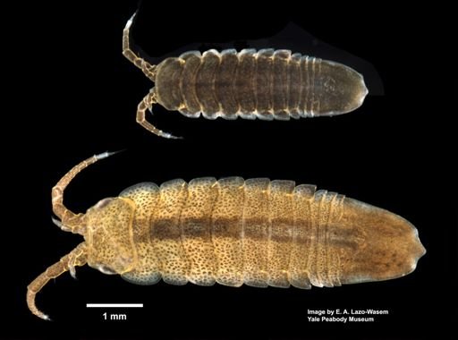 Idotea balthica
