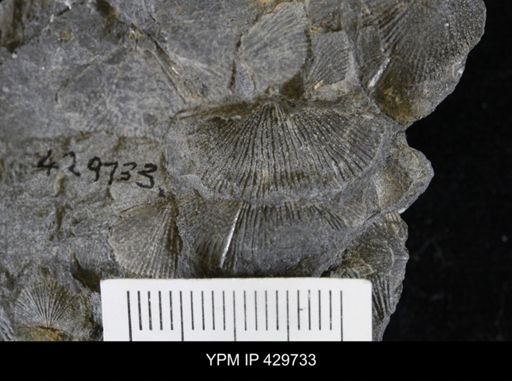 Devonochonetes