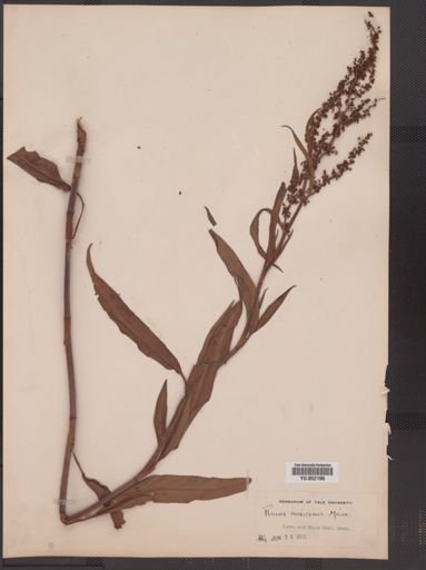 Rumex triangularis