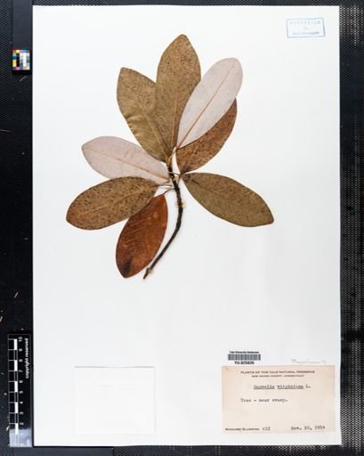 Magnolia virginiana