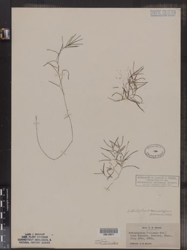 Potamogeton foliosus