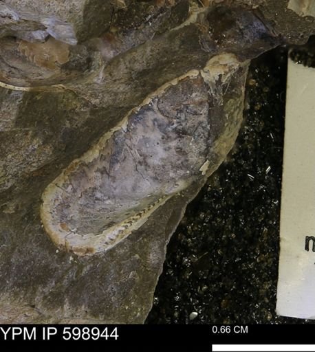 undet. Bivalvia