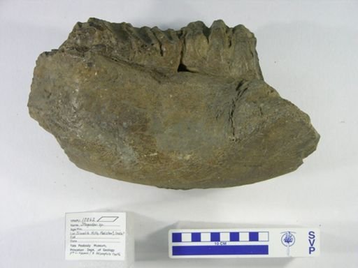 Rangifer tarandus
