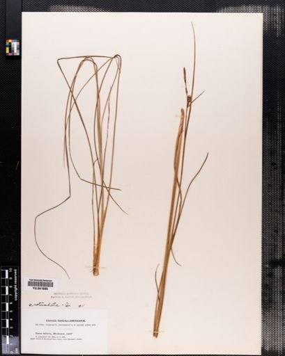 Carex