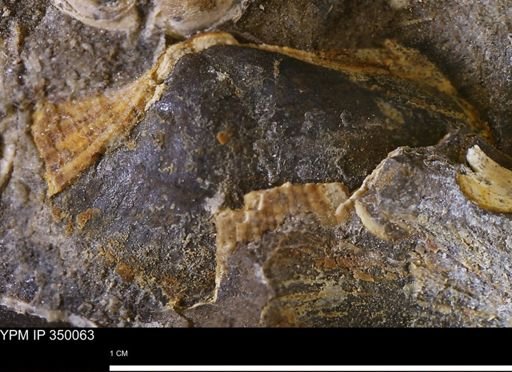 Parallelodon (Cosmetodon) sulcatinus