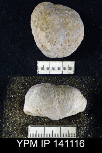 Productus sp.