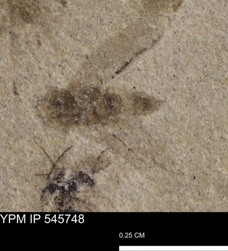 Auchenorrhyncha?