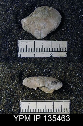 Athyris capillata