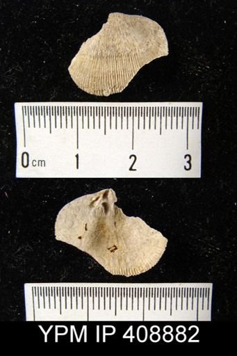 Doleroides?