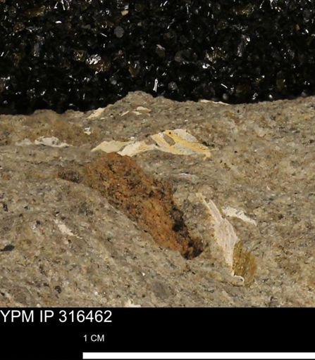 undet. Mollusca