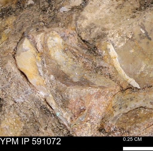 undet. Bivalvia