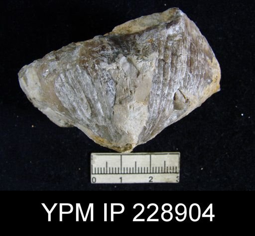 Neospirifer latus