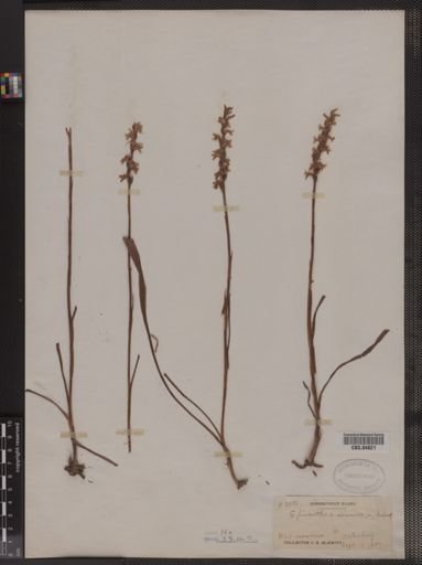 Spiranthes cernua
