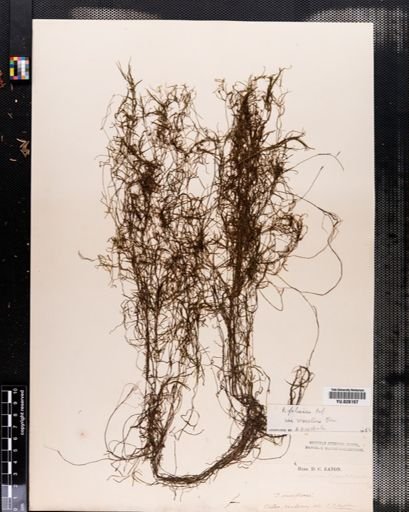Potamogeton foliosus