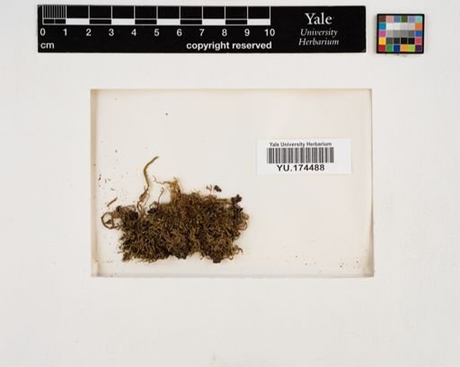 Plantae