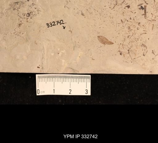 undet. Culicidae