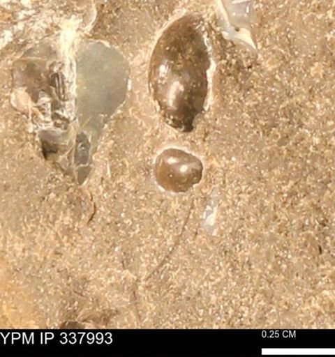 undet. Bivalvia