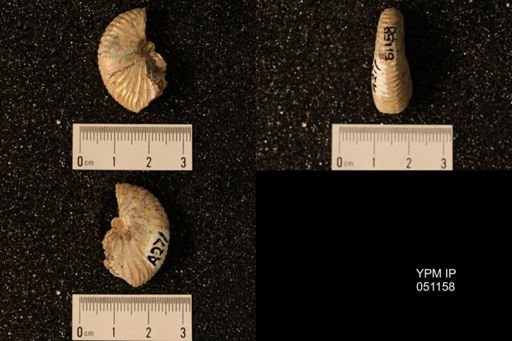 Hoploscaphites nicolletii