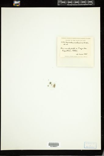 Microcoleus acutissimus