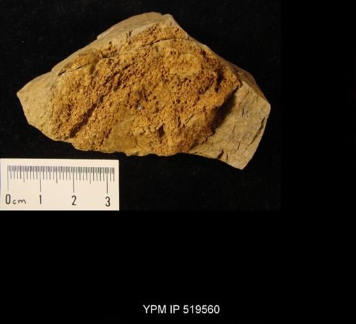Camptostroma sp.