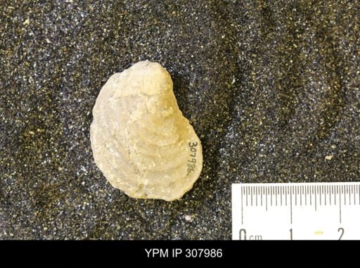 Inoceramus sp.