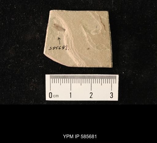 Blattodea?