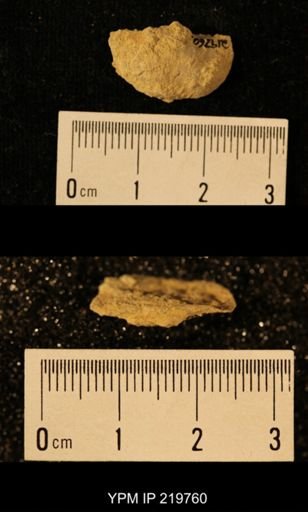 Chonetes granulifer